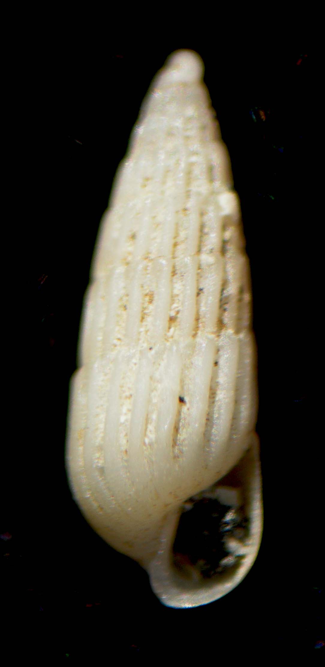 turbonilla????